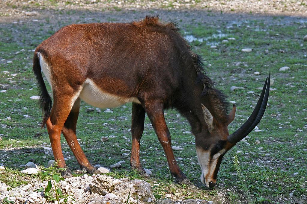 Zoo Schmiding 011.jpg